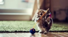 Cat se je odbil: 4 zveste načine za izboljšanje hišnega ljubljenčka